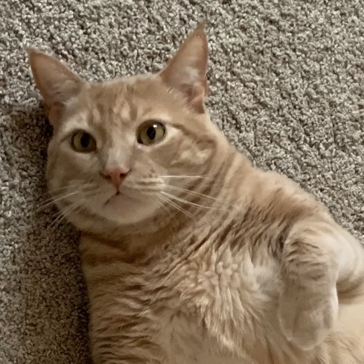 Marty McFluff, a relaxed orange tabby lying on his back