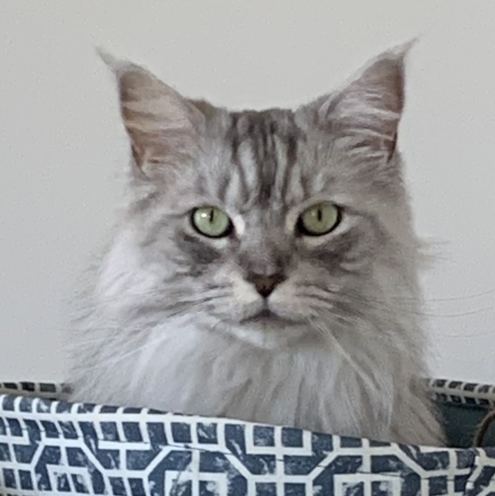 Zuzu, a silver Maine Coon mix, looking curious
